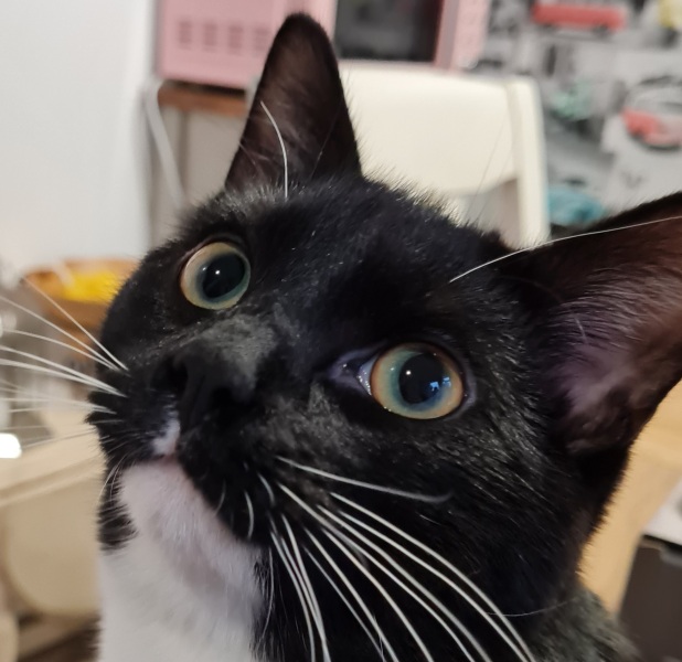 Can we have a cat photo thread ? I’m thinking of getting a cat 