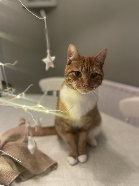 Sympathy wanted for mouse filled morning