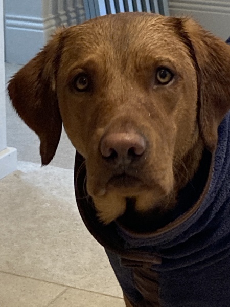 Puppy thread 2021 alumni, where are you now?