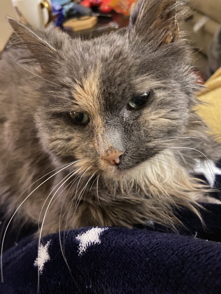 Cat missing for 24 hours and I’m devastated.