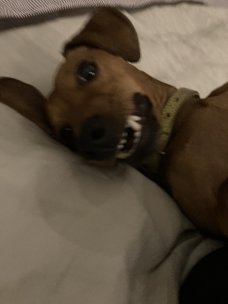 Anyone want to show me a photo of their dog ? 