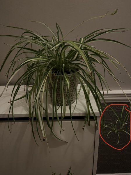 Spider plant - is this a new “shoot”?