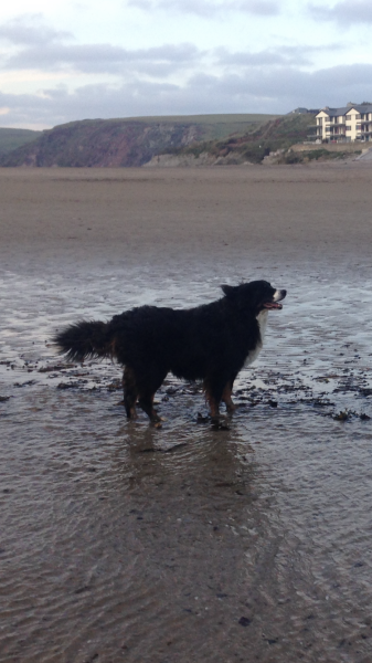 Newfoundland, St Bernard or Leonberger? 