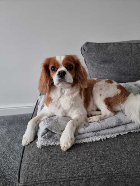 Anyone want to show me a photo of their dog ? 