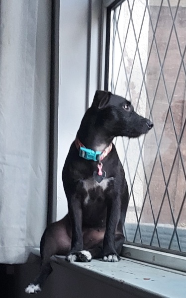 Anyone want to show me a photo of their dog ? 
