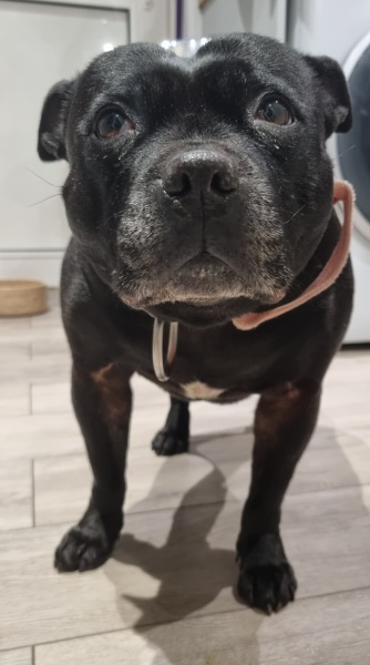 Anyone want to show me a photo of their dog ? 