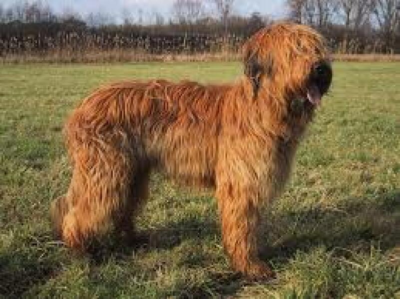 To ask you to help me choose a dog breed? 