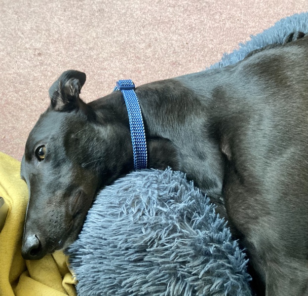 I have an appointment to view a greyhound today at the animal sanctuary. Wish me luck.