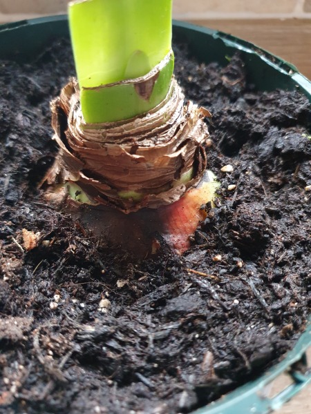 Who'd like an Amaryllis (Hippeastrum) thread?