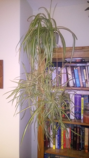 Spider plant - is this a new “shoot”?