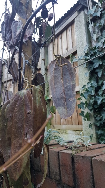 Is this Clematis Armandii dead? (With pic)