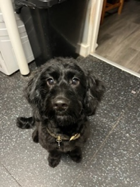 Anyone want to show me a photo of their dog ? 