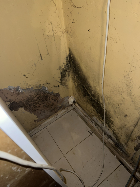 At my wits end with mould !!