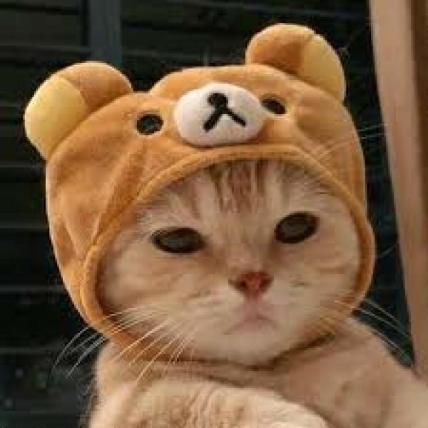 Can we have a cat photo thread ? I’m thinking of getting a cat 