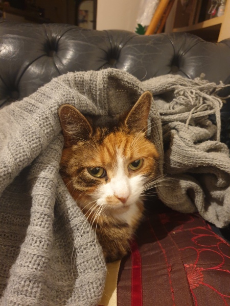 Can we have a cat photo thread ? I’m thinking of getting a cat 