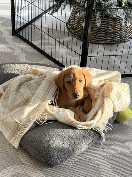 Puppy Survival Thread - as we approach Fireworks night for the first time…