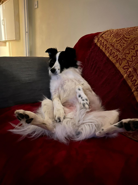 To ask to see your pets? 