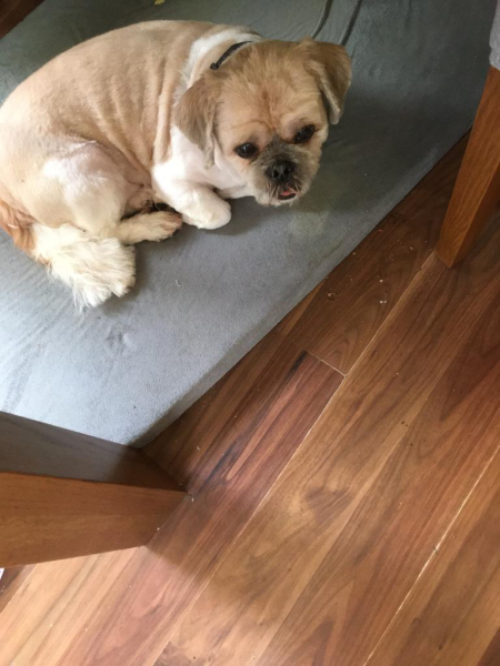 To ask to see your pets? 