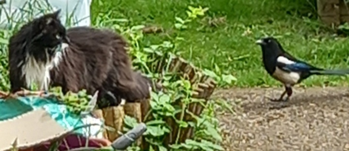 Can we have a cat photo thread ? I’m thinking of getting a cat 