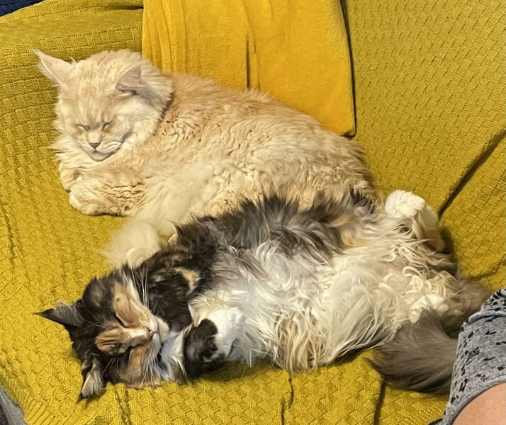 Maine coon kittens