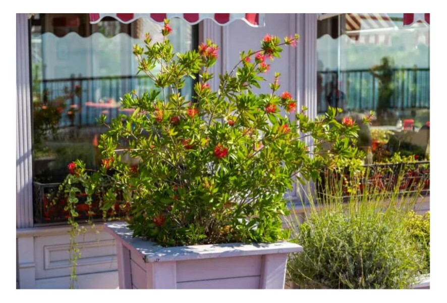 Like a buddleia but not.