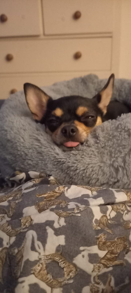 Anyone want to show me a photo of their dog ? 