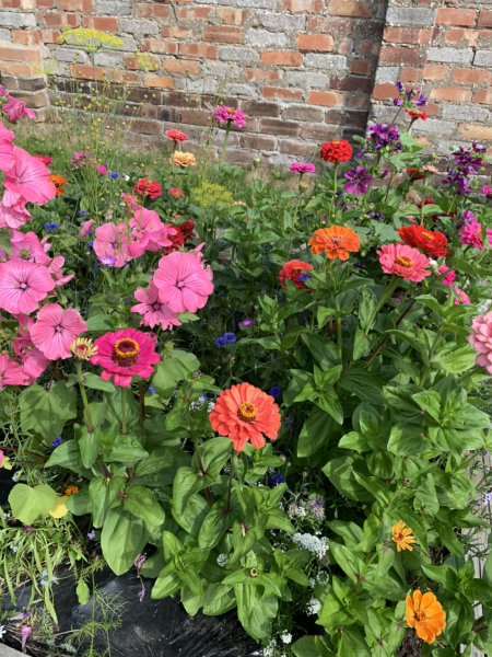 Wildflower patch 