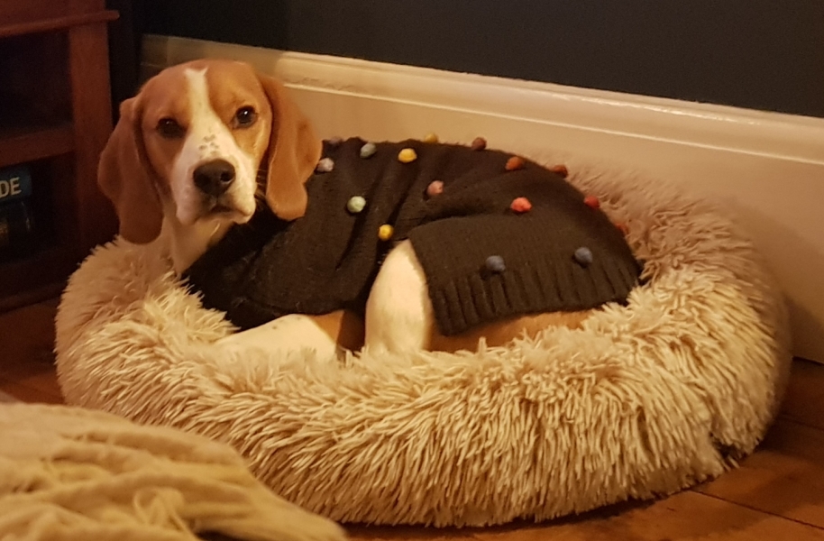 Anyone want to show me a photo of their dog ? 
