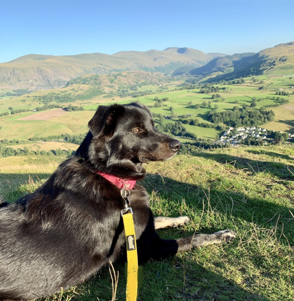 Anyone want to show me a photo of their dog ? 
