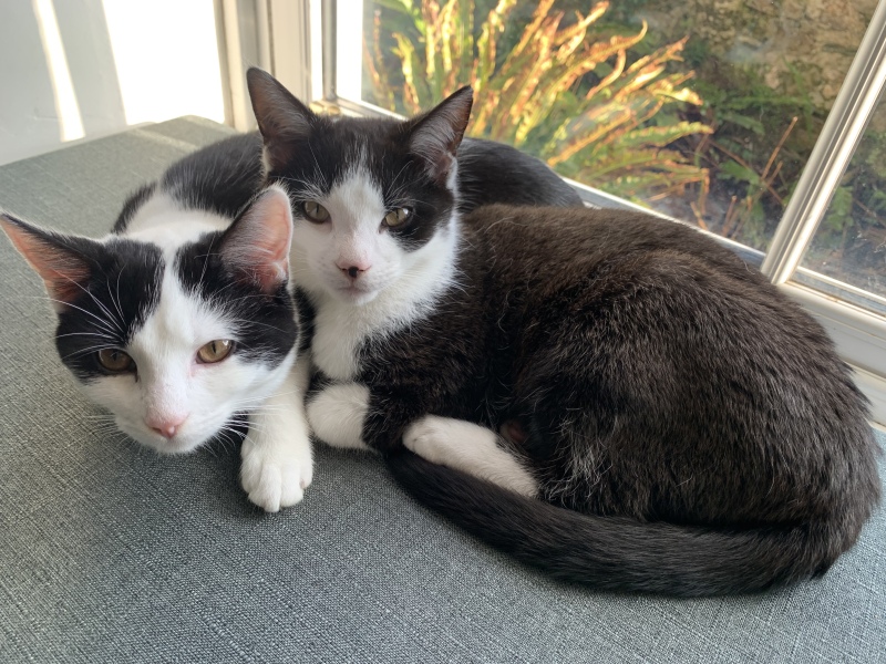 Can we have a cat photo thread ? I’m thinking of getting a cat 