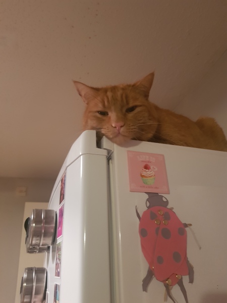To ask to see your pets? 