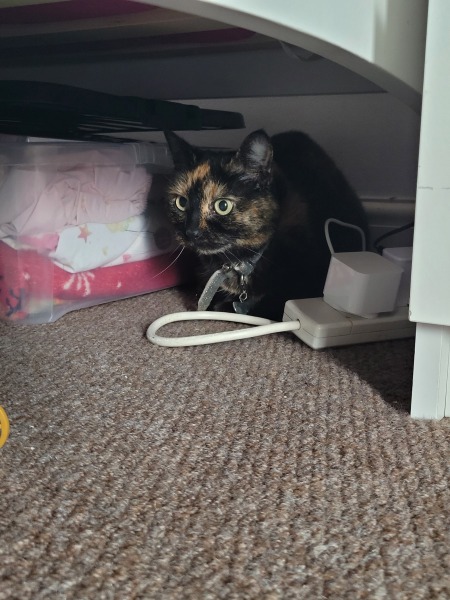 New cat