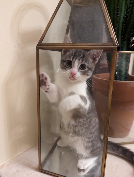 What does your cat love to keep it entertained??