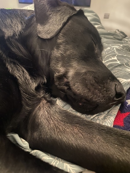 do all show cockers have the personality of a tea towel