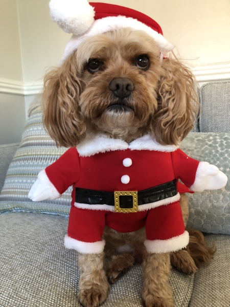 Anyone want to show me a photo of their dog ? 
