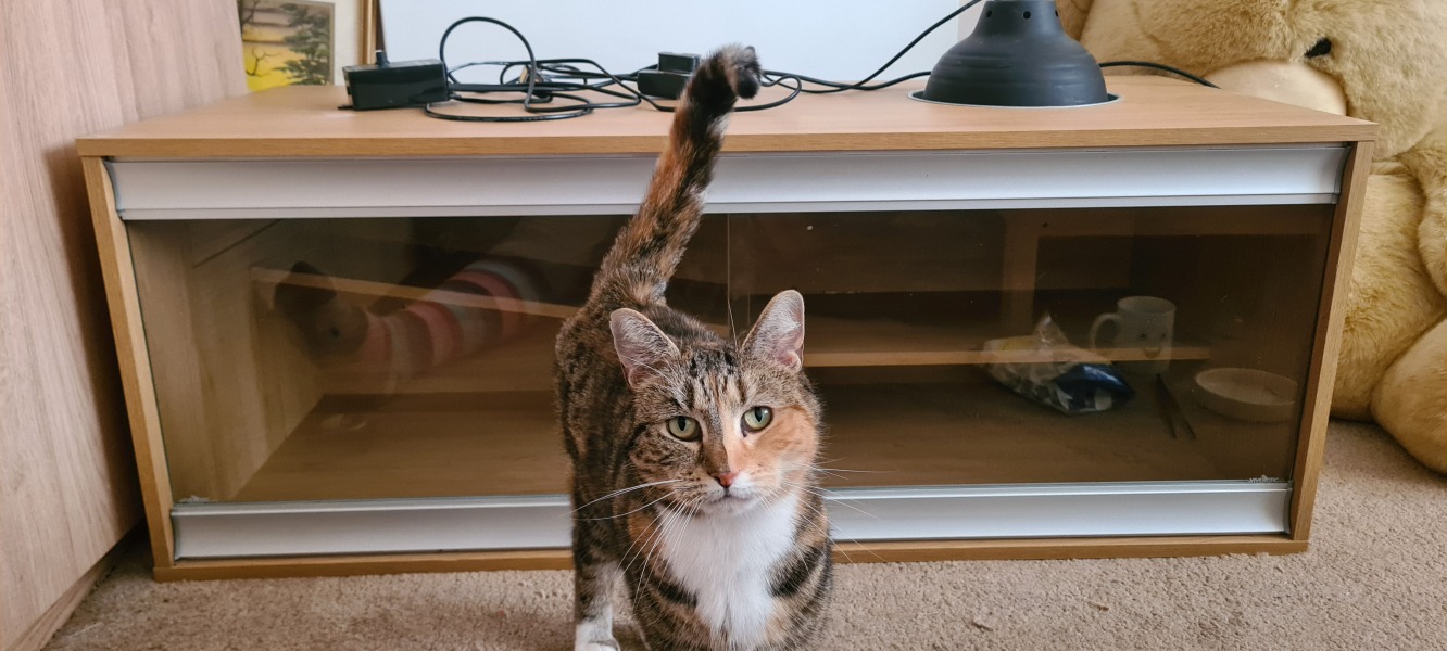 Can we have a cat photo thread ? I’m thinking of getting a cat 