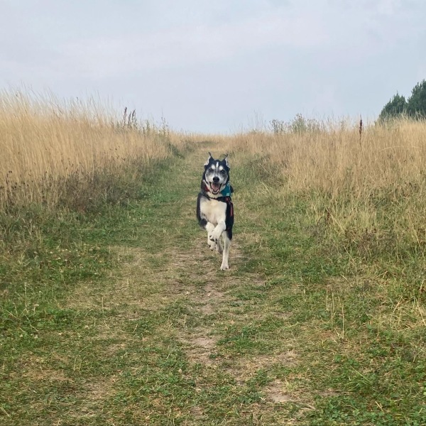 Anyone want to show me a photo of their dog ? 
