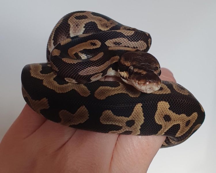 To ask to see your pets? 