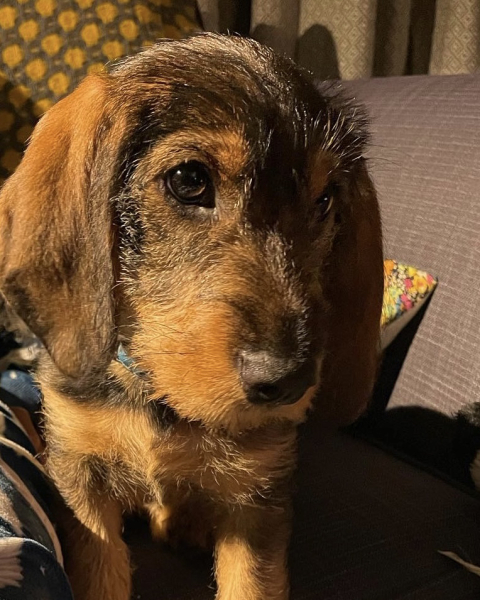 Puppy Survival Thread - as we approach Fireworks night for the first time…