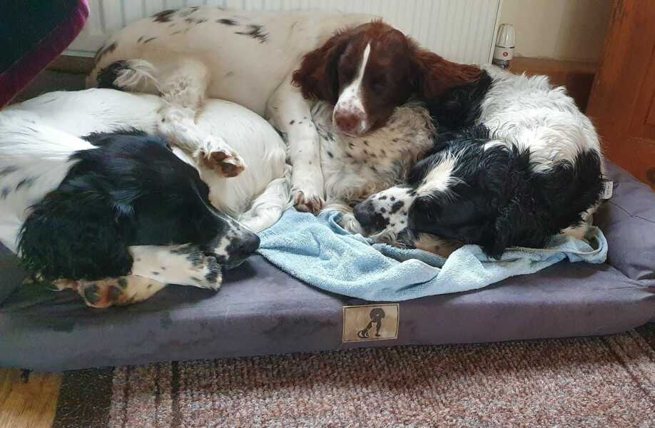 Anyone want to show me a photo of their dog ? 