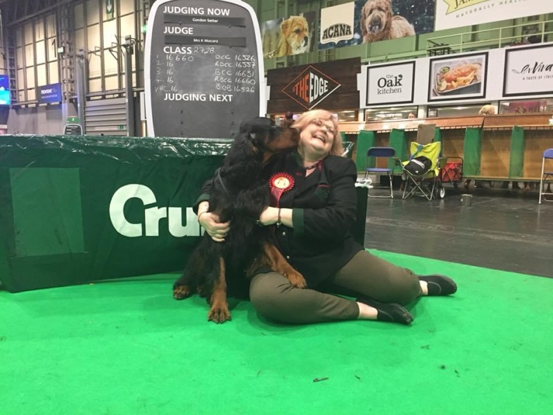 Have just seen the most beautiful Gordon Setter