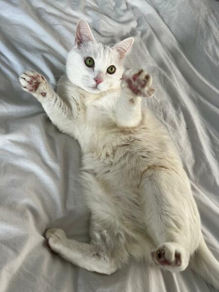 To ask to see your pets? 