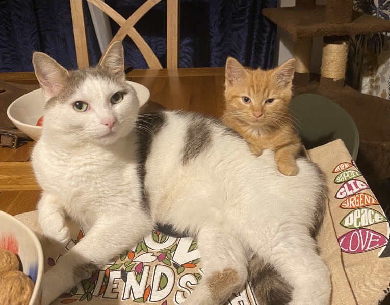 Couple of kitten questions