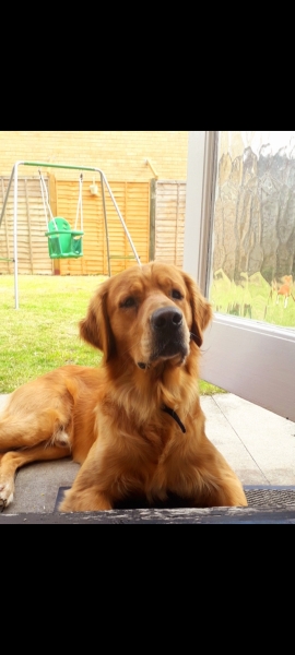 To ask you to help me choose a dog breed? 