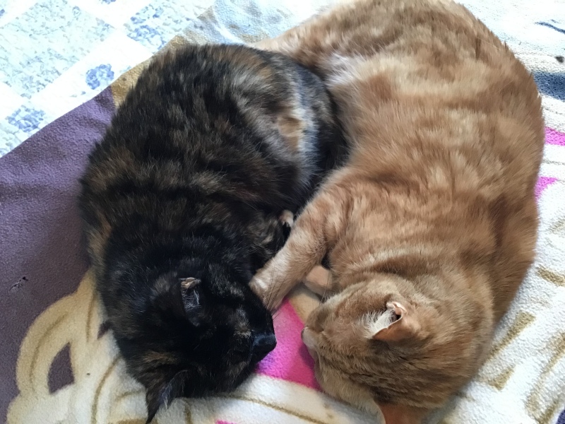 Can we have a cat photo thread ? I’m thinking of getting a cat 