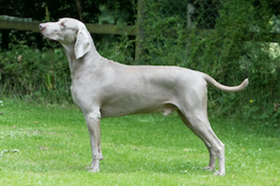 Can anybody tell me the breed of this dog?