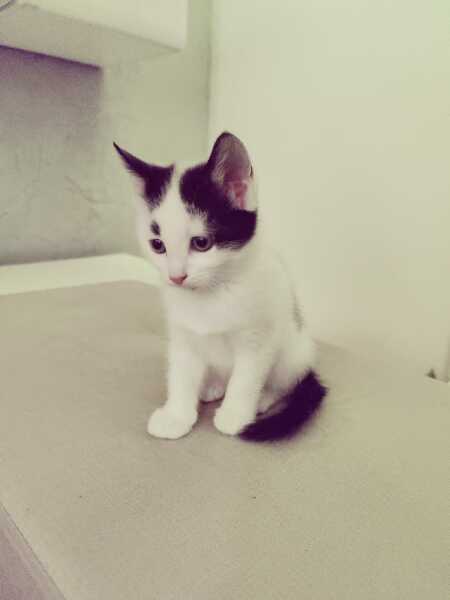 New kitten anxiety