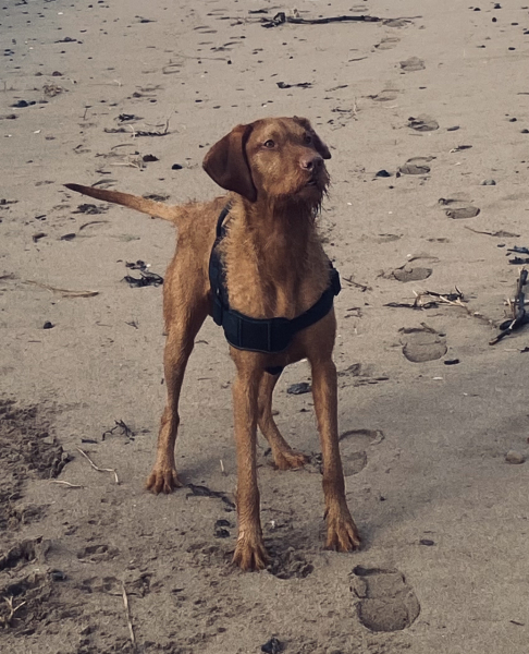 Anyone want to show me a photo of their dog ? 