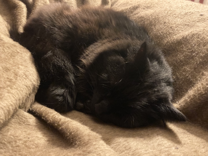 Hundreds of cats, thousands of cats, millions and billions and trillions of cats