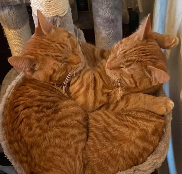 To ask to see your pets? 